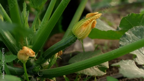 Close up, low shot of gentle female hands cutting a zucchini from the vine with a harvest knife photo