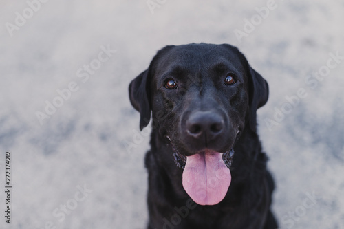 portrait outdoors of a beautiful black labrador sitting on the floor and looking at the camera. pets outdoors