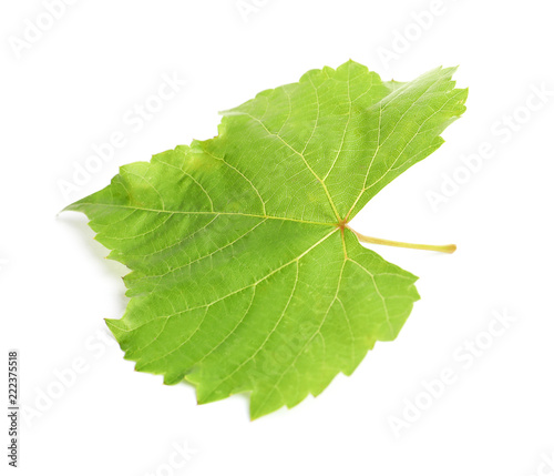 Fresh green grape leaf isolated on white