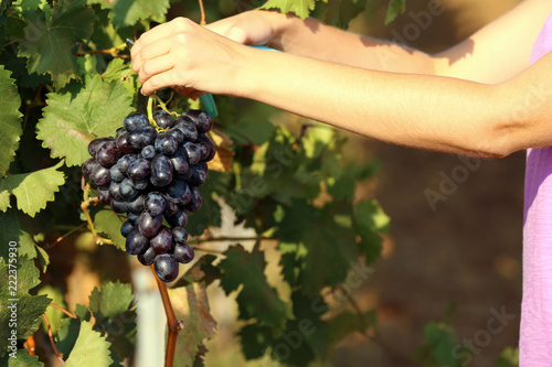 Woman cutting bunch of fresh ripe juicy grapes with pruner, closeup