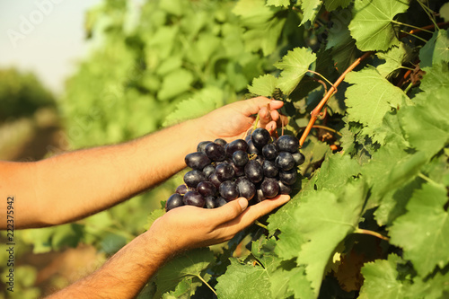 Man picking fresh ripe juicy grapes in vineyard, closeup