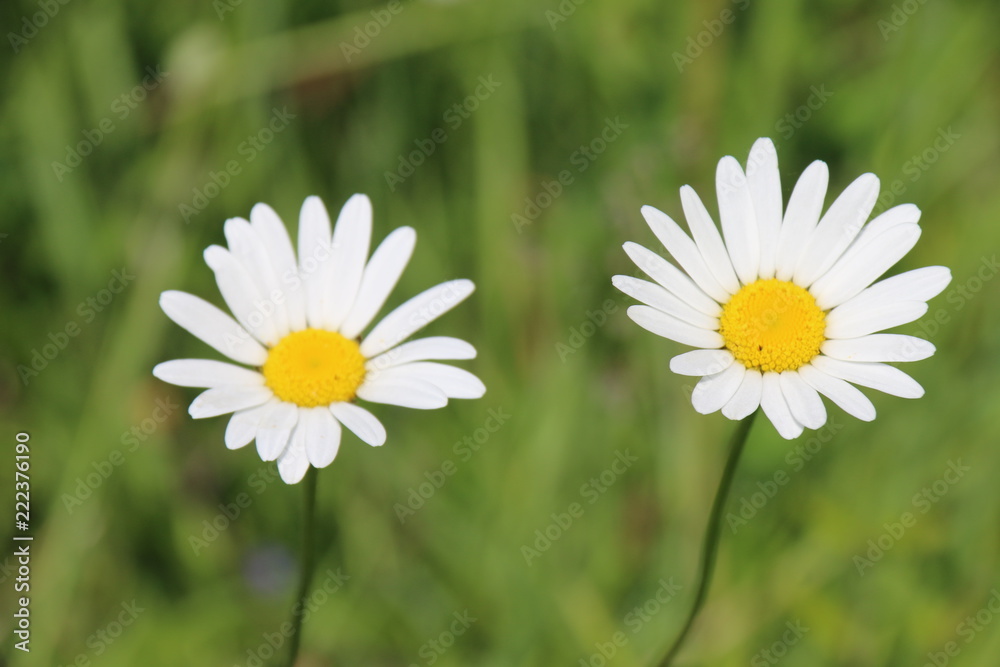 Obraz premium Pâquerettes