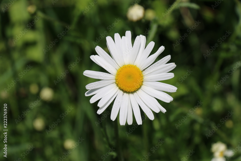 Obraz premium Pâquerette