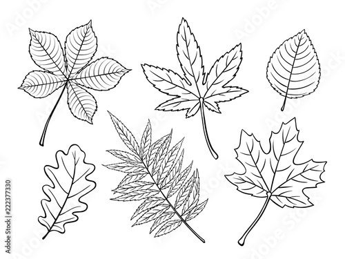 hand drawn autumn leaves