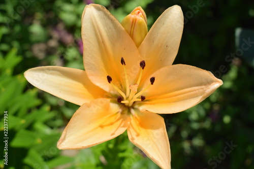 Fototapeta Naklejka Na Ścianę i Meble -  Smolinos - lilia w letnim ogrodzie