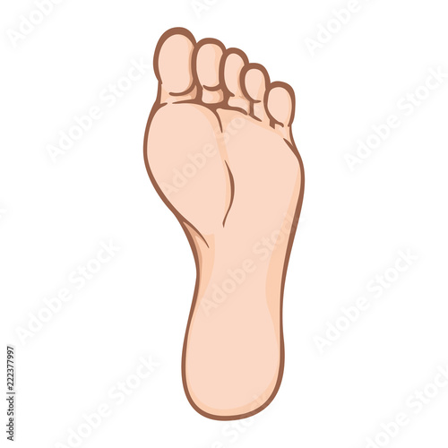 Illustration of body part, plant or sole of right foot, caucasian. Ideal for catalogs, information and institutional material