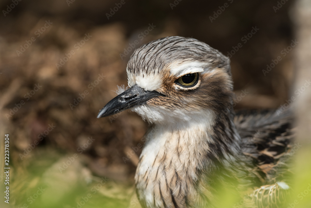 Closeup portrait of a bush stone-curlew in a sanctuary in Brisbane, Queensland, Australia. Closeup portrait of a bush stone-curlew in a sanctuary in Brisbane, Queensland, Australia.