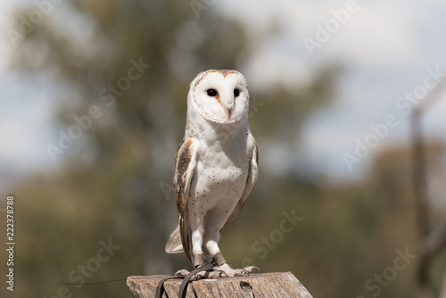 Barn owl on a post in a wildlife sanctuary. Brisbane, Queensland, Australia.