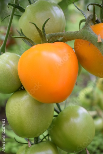 Pomidory dojrzałe na krzaku ekologiczne