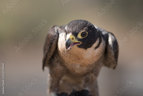 Closeup of a peregrine falcon in a sanctuary in Brisbane, Queensland, Australia.