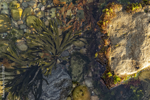 Close up of algae on rock. Marine life. photo