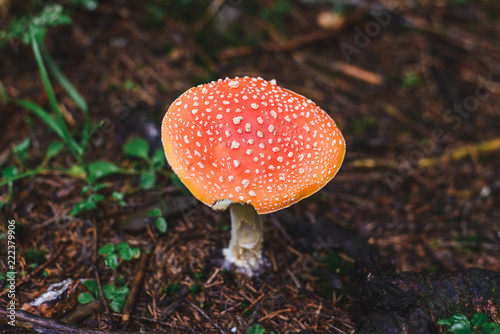 wild mushroom in the forest © Алексей Еремеев
