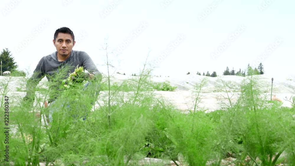 Hispanic farmer hand picks a bundle of herbs for harvesting on an organic farm, then looks at the camera and smiles