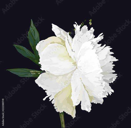peony flower