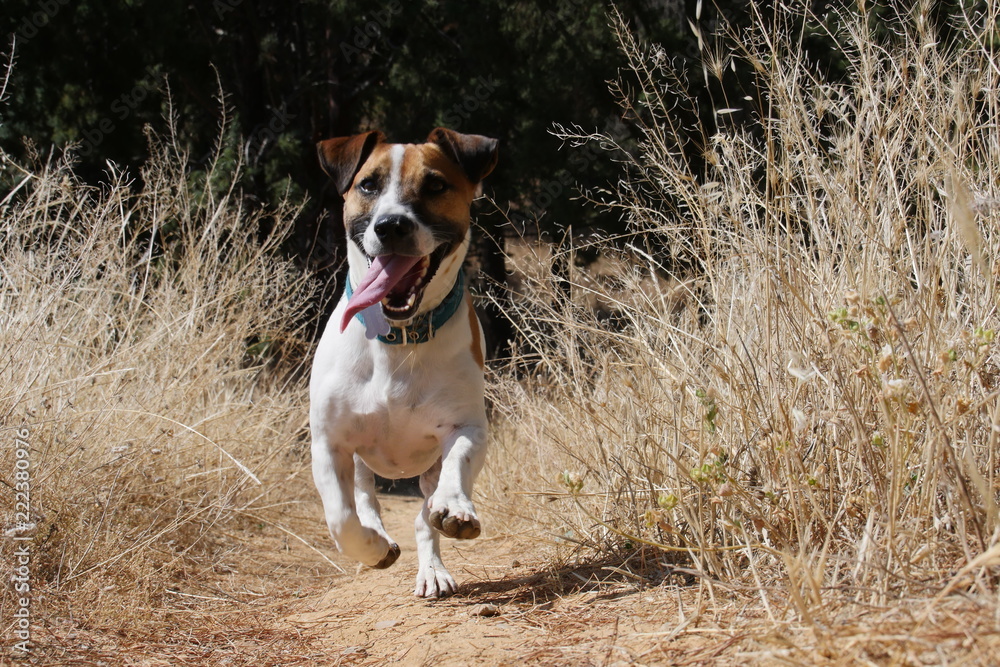 Jack Russell corriendo Jack Russell corriendo