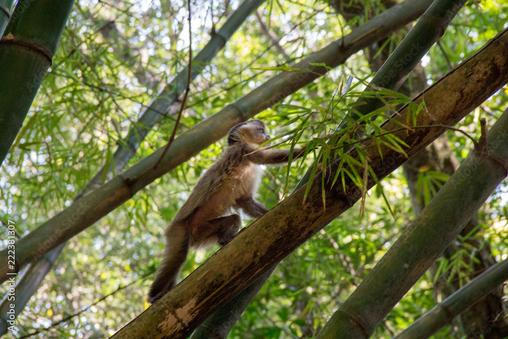 Monkey from Brazil Monkey from Brazil