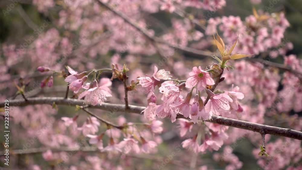 Pink sakura blossom flowers close up Pink sakura blossom flowers close up