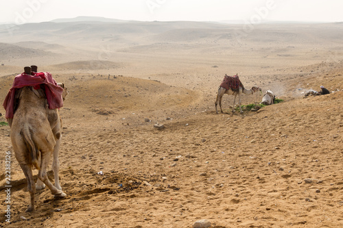 Bedouin Camels resting in the Sahara desert