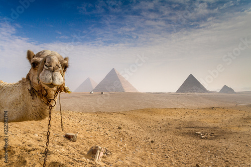 Obraz na plátně Camel photo bombs the great pyramids of Giza