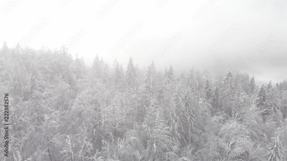 AERIAL: Flying up and above the towering snow covered spruce tree canopies. Cinematic shot of the misty coniferous forest after a blizzard. Winter fairytale nature with foggy forest covered in snow. AERIAL: Flying up and above the towering snow covered spruce tree canopies. Cinematic shot of the misty coniferous forest after a blizzard. Winter fairytale nature with foggy forest covered in snow.