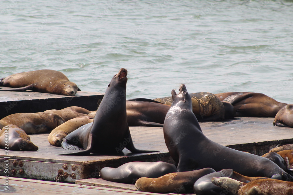 Fototapeta premium Sea Lions barking on a pier