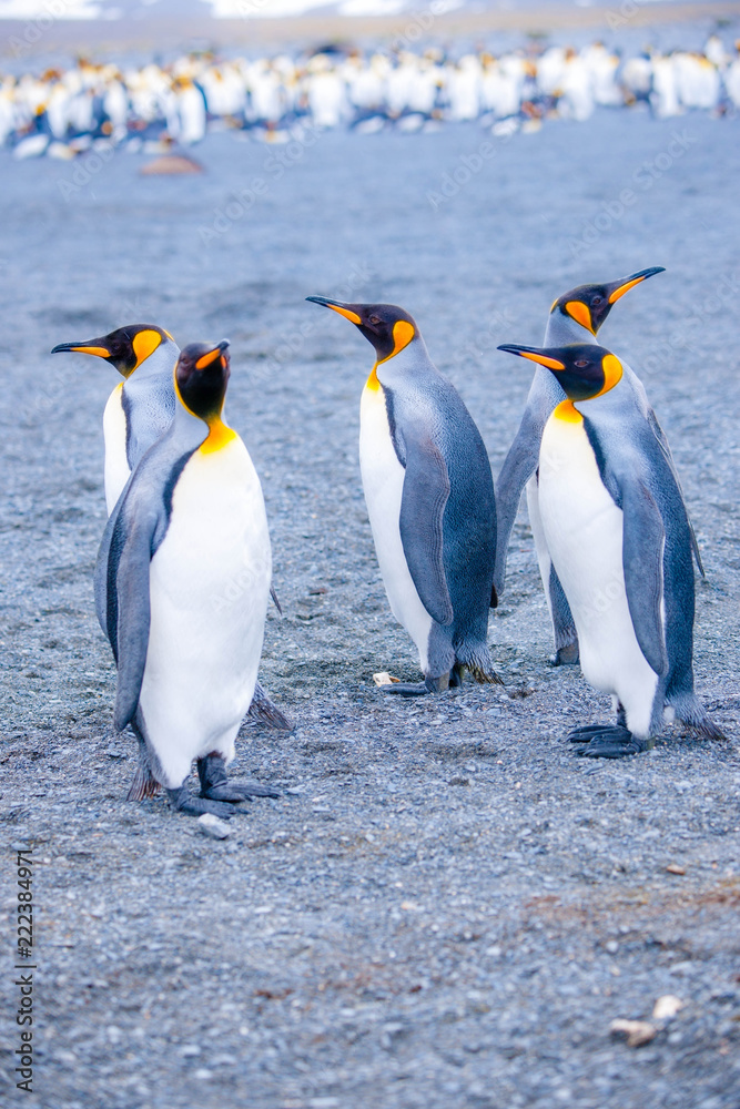 Fototapeta premium Beautiful Shots Cute Penguins Antarctica Snow