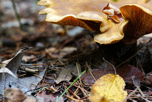 The cap of the Large undulating mushroom is yellow. Oyster mushroom in foliage and spruce needles. Macro