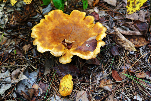 The cap of the Large undulating mushroom is yellow. Oyster mushroom in the forest surrounded by foliage and spruce needles.