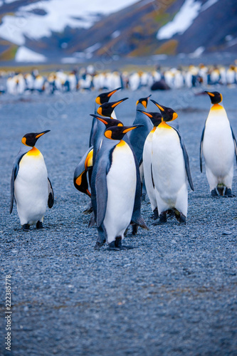 Beautiful Shots Cute Penguins Antarctica Snow