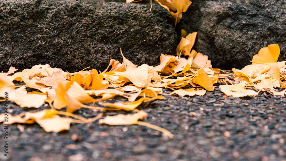 Autumn in Tokyo with ginkgo leaves falling to the ground in natural park Autumn in Tokyo with ginkgo leaves falling to the ground in natural park