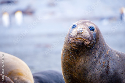 Cute Penguins Seals Sea Lions Elephant