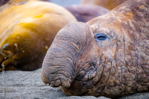 Cute Penguins Seals Sea Lions Elephant