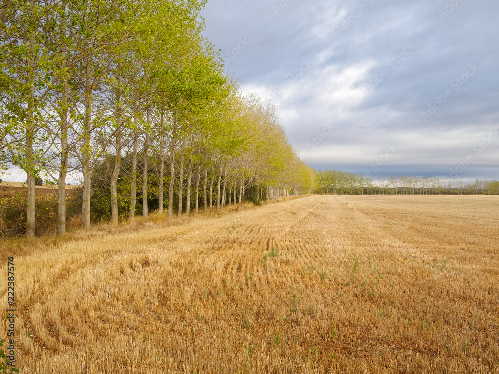 Fototapeta premium After harvest along the old Roman road known as the Via Aquitana - Calzada Romana, Castile and Leon, Spain