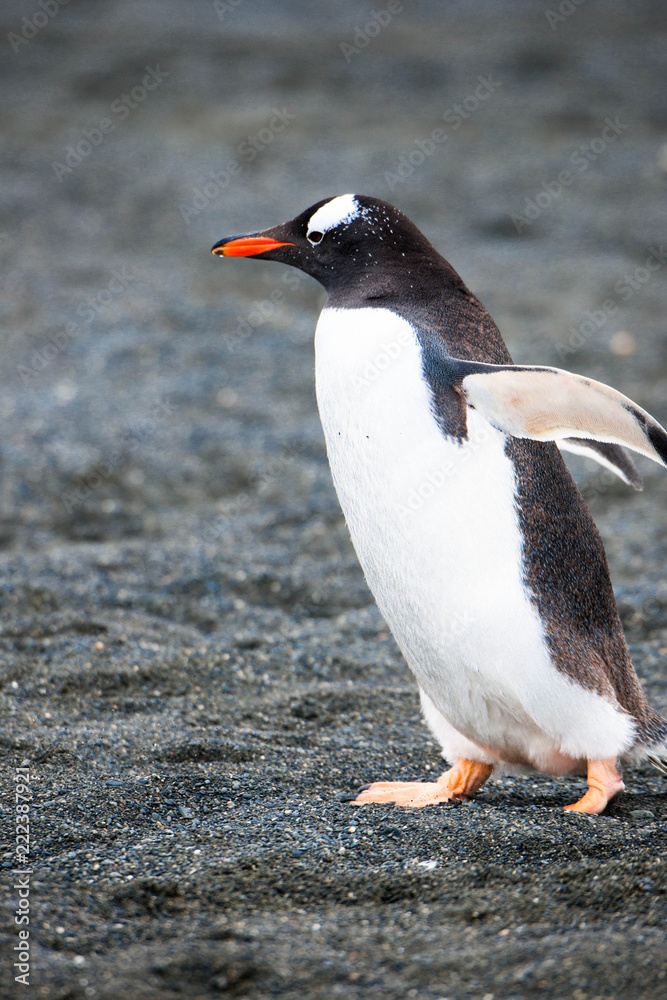 Naklejka premium Beautiful Shots Cute Penguins Antarctica Snow