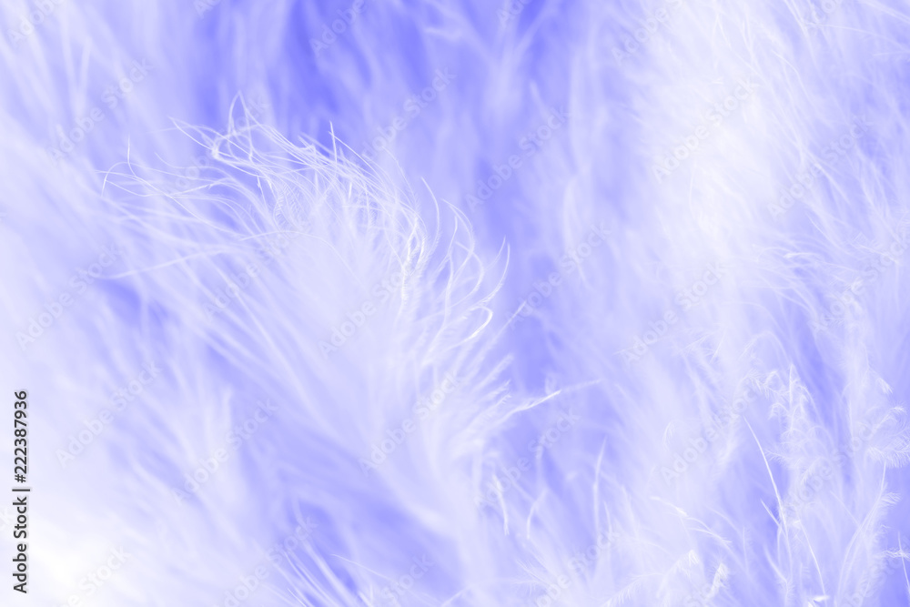 Purple bird feathers in soft and blur style, Fluffy feather background Purple bird feathers in soft and blur style, Fluffy feather background
