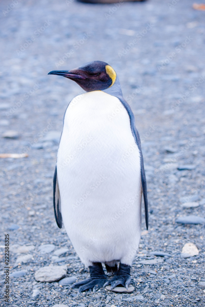 Fototapeta premium Beautiful Shots Cute Penguins Antarctica Snow