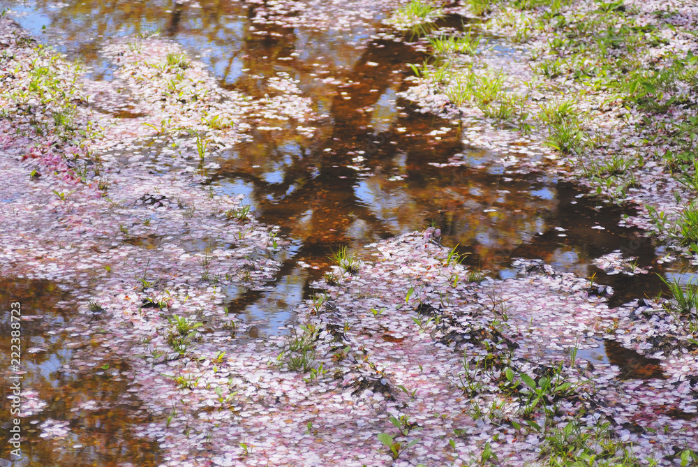 桜 花びら 水たまり 素材 桜 花びら 水たまり 素材