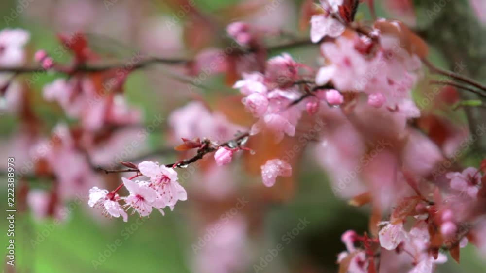 Tree branches of flowers with dew drops Tree branches of flowers with dew drops