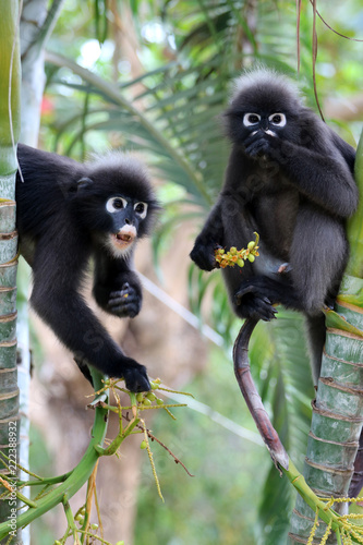 Canvas Print Leaf monkey or Dusky langur, Wild animals are eating fruit or betel nut on the t