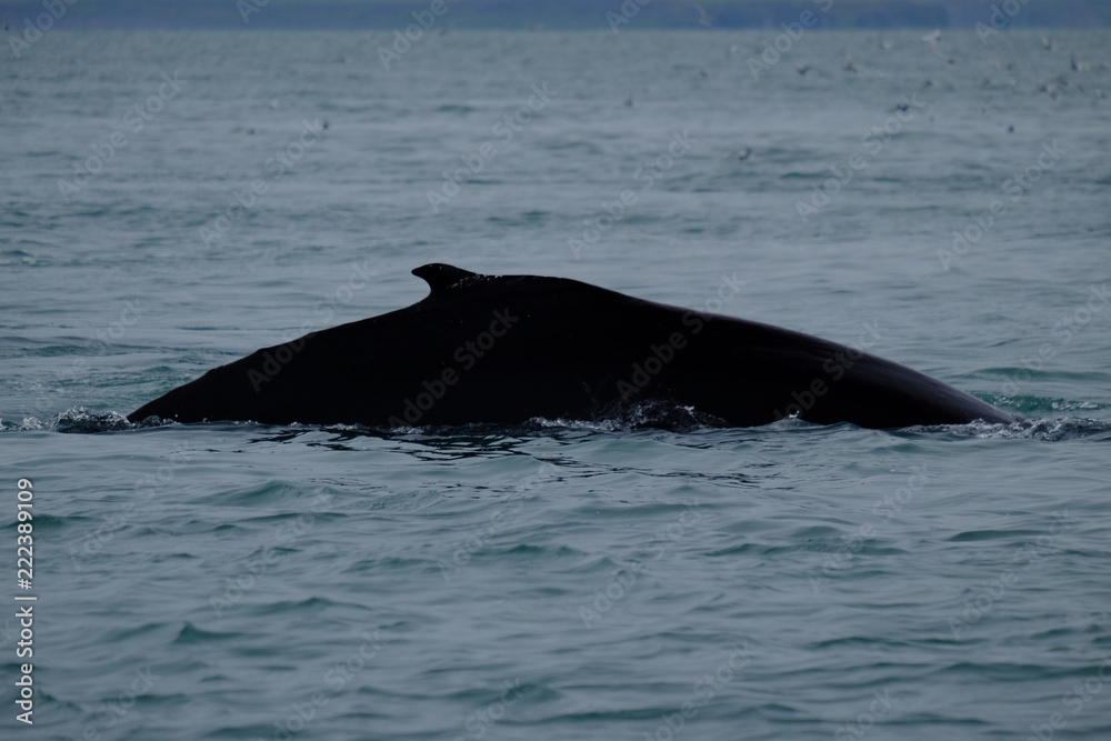 Fototapeta premium Humback Whale