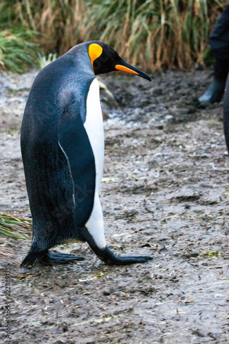 Beautiful Shots Cute Penguins Antarctica Snow