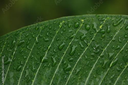 zoom of plant with rain drop blur background