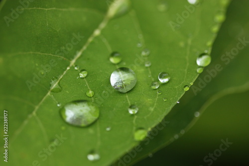 leaf of plant with rain drop macro