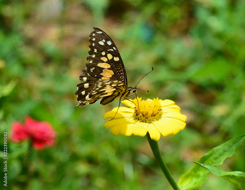 Beautiful Butterfly on flowers Beautiful Butterfly on flowers