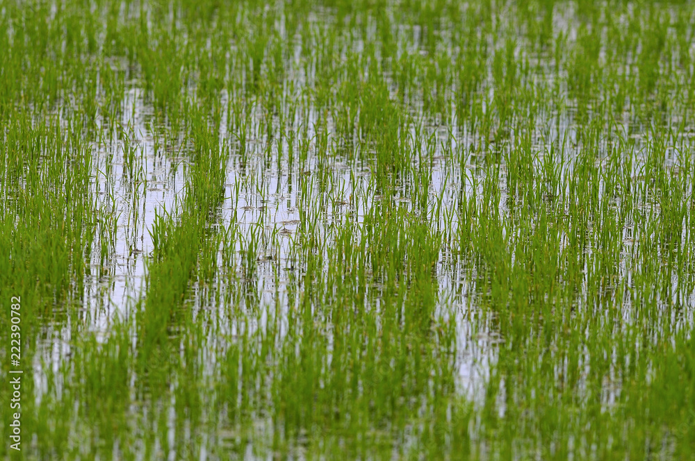 Obraz premium Green paddy