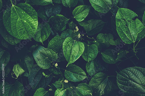 Dark Green leaf pattern on the surface.Top view