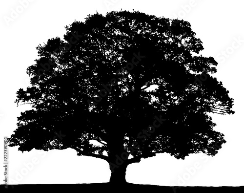 Black and white oak tree silhouette isolated on white background.