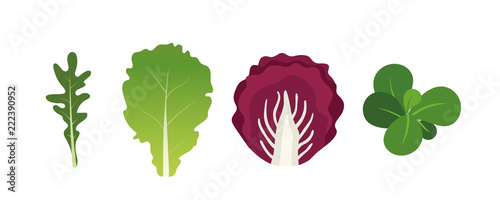 Mix of salad leaves. Arugula, lettuce, watercress and radicchio. Vector illustration set in flat style