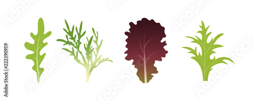 Mix of salad leaves. Arugula, spinach and lettuce leaf. Vector illustration set in flat style photo