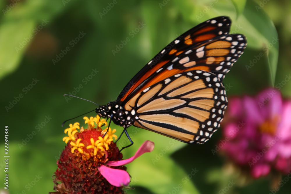 Butterfly on flower Butterfly on flower